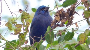 Rare Birds at Frontera Audubon